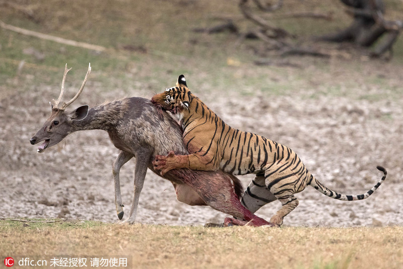 印度饿虎捕食水鹿 动作矫捷瞬间锁喉