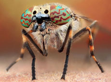 ����΢����Ӱչʾ�ḻϸ��