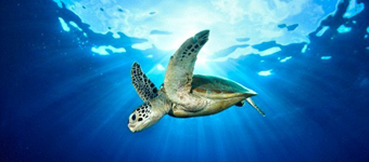 南太平洋发现荧光海龟：爬行动物第一例