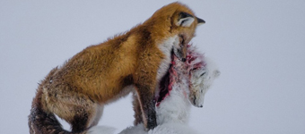 年度野生动物摄影佳作：两个狐狸的传说