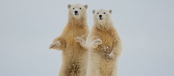 美国北极熊宝宝向摄影师挥手“打招呼”