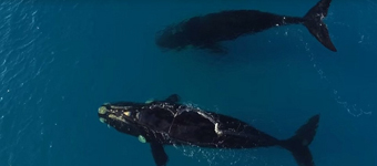 澳两巨鲸近海漫游与冲浪者近在咫尺