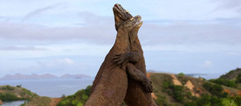 现实中的侏罗纪世界：科莫多巨蜥搏斗