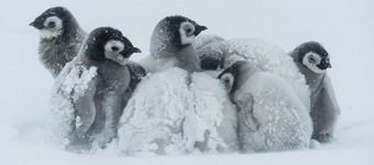 难过的大脚:南极帝企鹅群相拥取暖抵御暴风雪