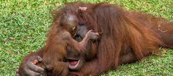 印尼猩猩幼崽闹醒打盹妈妈可爱撒娇