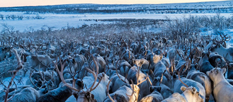北欧数千驯鹿向南大迁徙:行程数百公里声势浩大
