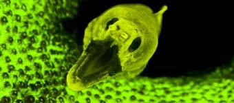 ������Ӱ������������º�������ӫ������