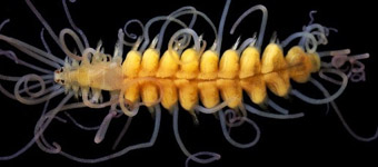 ��������΢С������أ��ֳ泤���ְ����