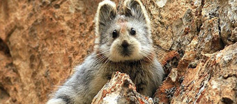 稀有萌物伊犁鼠兔因媒体报道名气增大面临灭绝