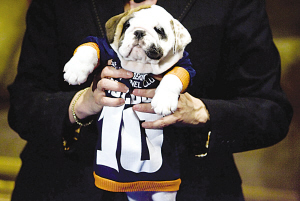 最好看的狗品种排行榜_世界上颜值最高的5种狗狗,大白熊犬上榜,第一长的最好看