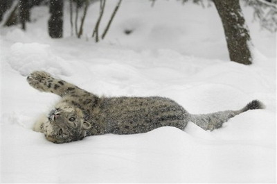 美国东北地区遭遇暴风雪纽约近千航班被迫取消