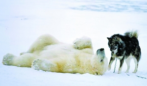 拥抱猎犬 杀手北极熊展露柔情一面