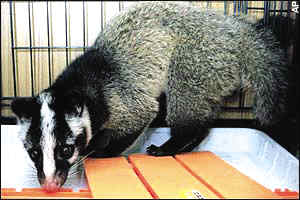 猫粪咖啡七百一杯