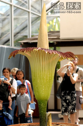 世界十大奇异植物：最大最臭"大王花"