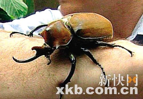 美洲独角仙偷渡来英