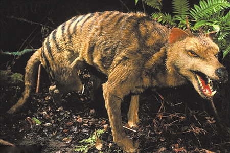 塔斯马尼亚虎+++no