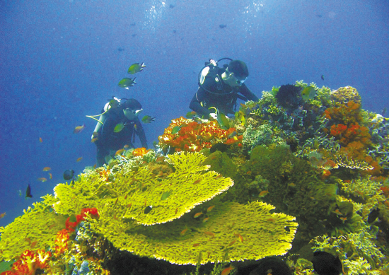 世界自然基金会警告说全球过半珊瑚礁面临消失