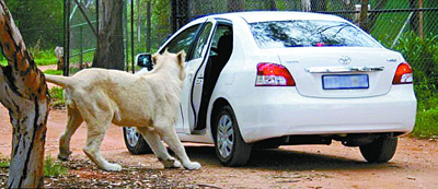 动物追车猜成语_看图猜成语(3)