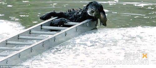 17个消防员合力救起落水狗