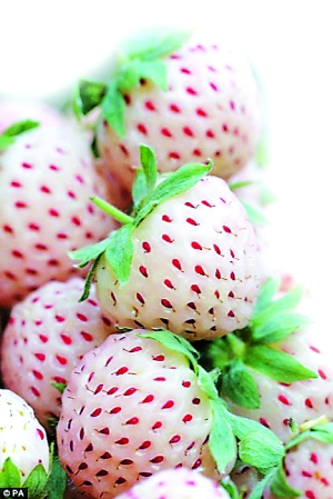 这种新型水果与草莓的基因构成相同