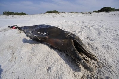 墨西哥湾海岸连现死亡海豚疑受漏油污染(图)