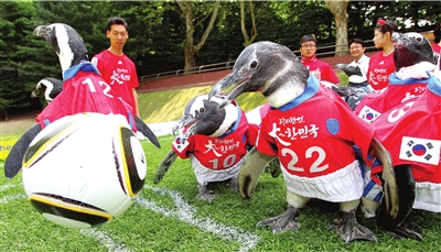 企鹅踢足球