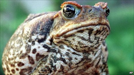 甘蔗蟾蜍威胁澳洲及加勒比 各处生物难抵其毒(图)