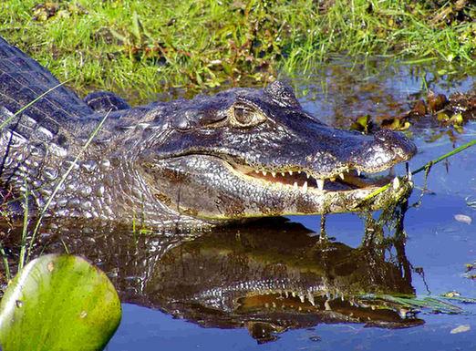 沙特逮捕以间谍秃鹰 鳄鱼为波多黎各毒贩护院