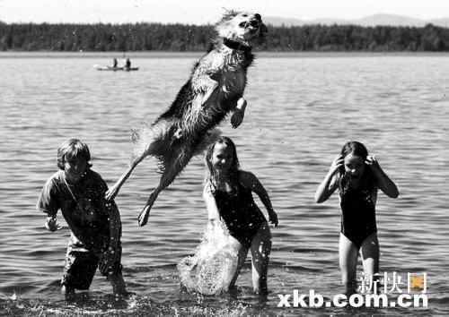 4岁狗狗跳高创世界纪录