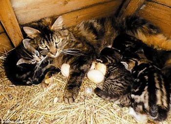 小鸡出壳有猫功劳