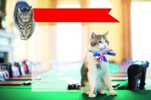 英国第一猫被降职_新浪新闻