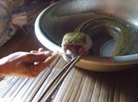 越南一男子捕获"怪鱼" 蛇头猪舌长相怪异(网页截图) 越南一男子捕获"怪鱼" 蛇头猪舌长相怪异(网页截图)