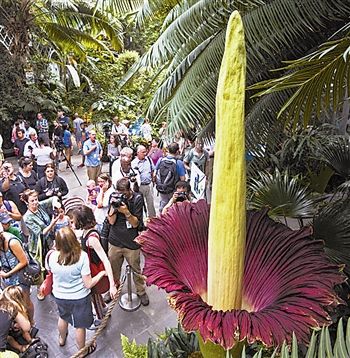 “尸花”绽放臭味弥漫_新浪新闻