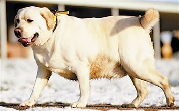 英超胖狗减肥成功