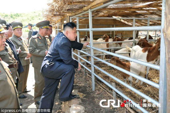 金正恩视察育种场 赞军人贯彻以草换肉遗训(图