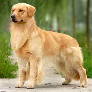 资料图:黄金猎犬,又名金毛犬