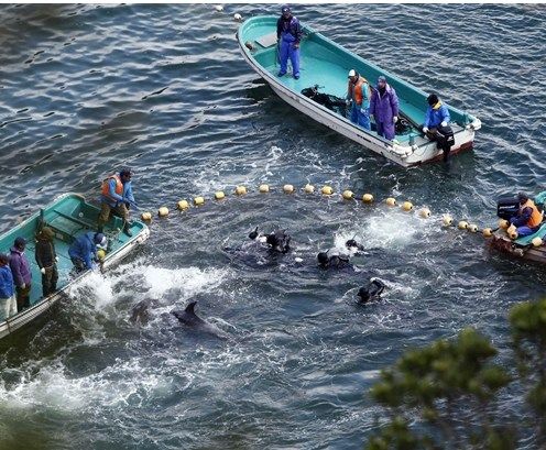 日本和歌山县太地町正在把海豚赶入屠杀圈内.