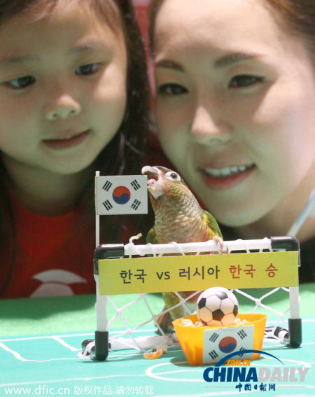 韩国鹦鹉争当世界杯预言帝 预测韩国首轮胜俄