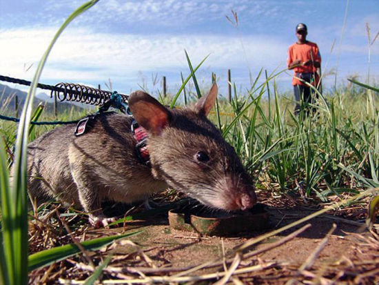 柬埔寨训练巨鼠嗅探雷 20分钟可抵1
