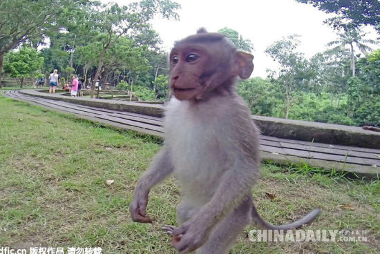 巴厘岛猴子抢游客相机 阴差阳错成就自拍[1]