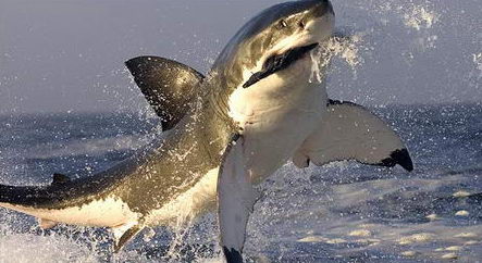 图文:大白鲨咬住海豹