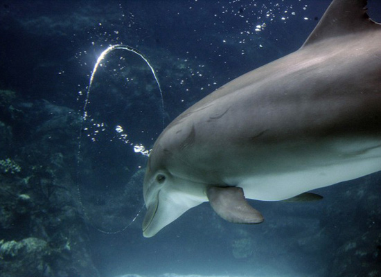 图文:海豚试图穿过气泡