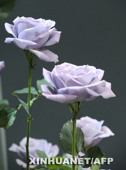 全球首批蓝玫瑰亮相日本国际花卉博览会(组图)