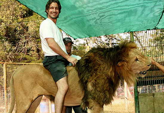 阿根廷动物园允许游客骑狮照相(组图)