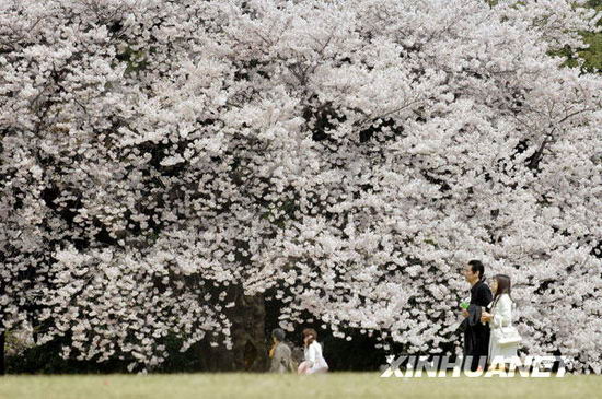 组图：日本东京樱花盛开迎来赏樱季