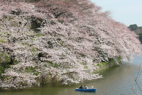 组图：日本东京樱花盛开迎来赏樱季