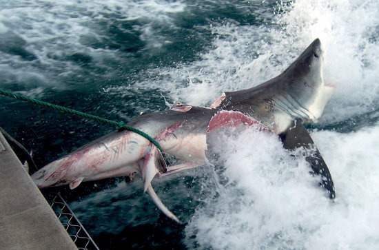澳洲海域出现几乎被撕咬成两半大白鲨(图)