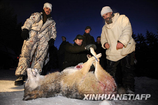组图:瑞典开展大规模捕杀狼行动