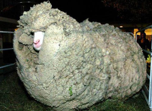 新西兰绵羊为躲避剪毛藏身深山6年(组图)