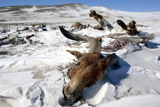 蒙古草原遭遇寒冬 2万余户牧民陷入粮食危机
